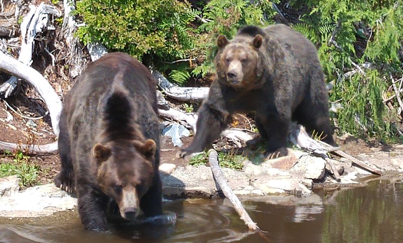 bears-vancouver